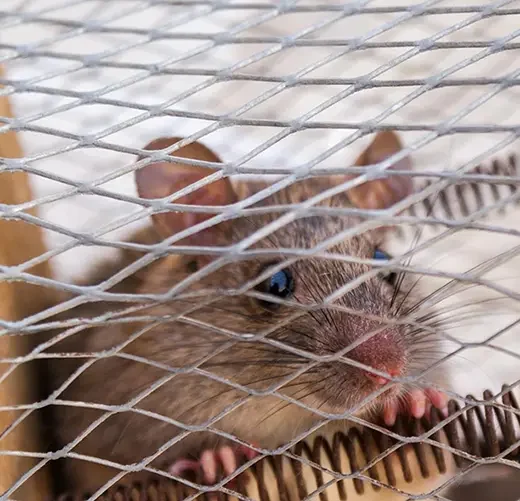 Mouse caught in a humane trap – common household rodent infestation problem requiring professional pest control services